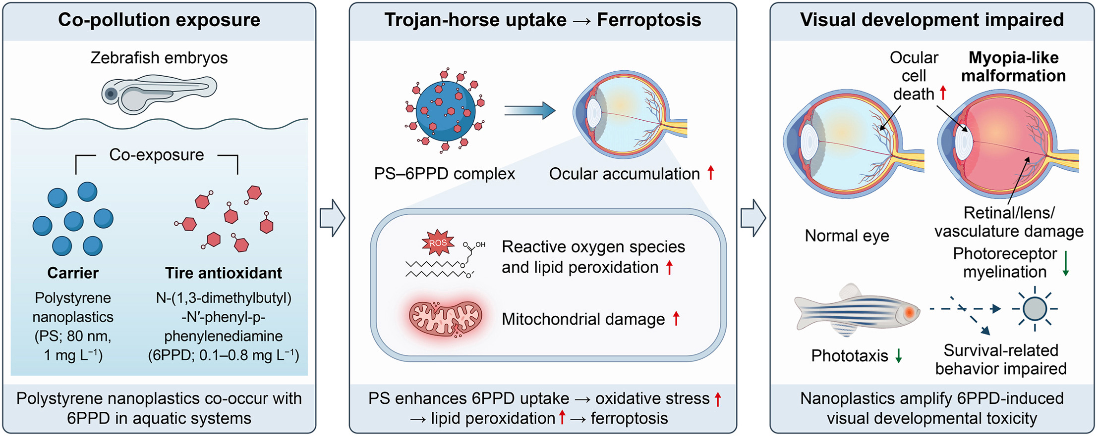 Tiny plastics, big damage: How road pollutants threaten developing eyes